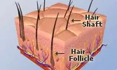 Diagram showing hair follicle and shaft