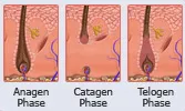 Diagram showing the anagen, catagen and telogen phases of hair growth